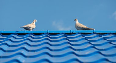 Güvercinler üzerinde kiremit