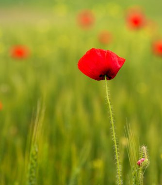 vahşi haşhaş çiçeği