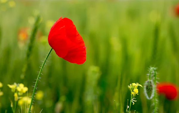 Wild poppy bloem in het veld — Stockfoto