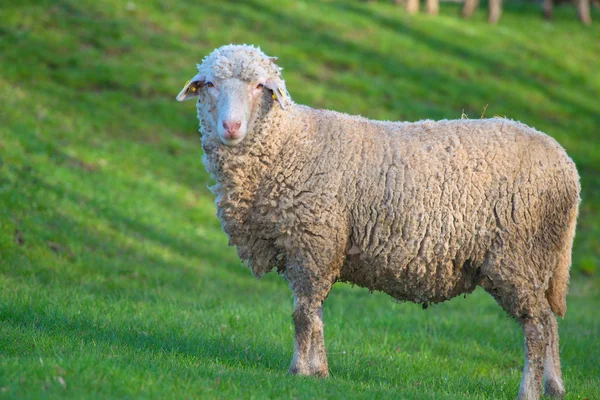 Овцы на лугу в весеннее время — стоковое фото