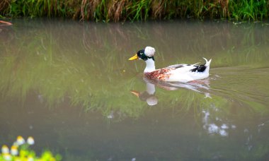 Göldeki vahşi ördek
