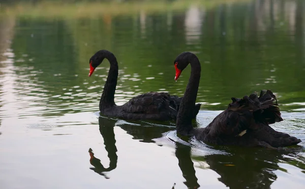 Swimming two black swans on a lake — Stock Photo, Image