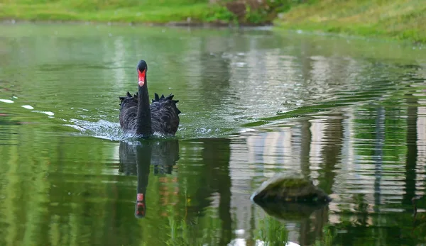 Schwarzer Schwan schwimmt in einem See — Stockfoto