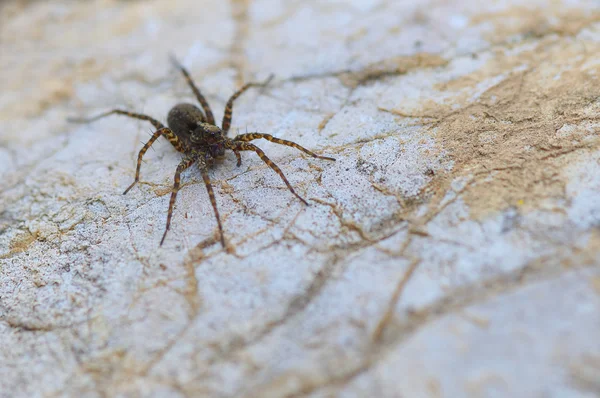 Achtbeinige braune Wolfsspinne auf einem Felsen in Großaufnahme — Stockfoto