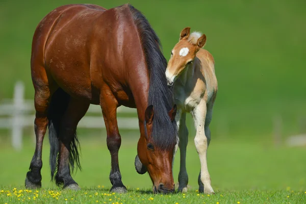 Foal with a mare on a summer pasture — Stock Photo, Image