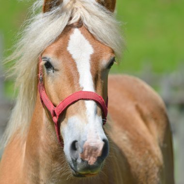 Wonderful close-up photo of horse clipart