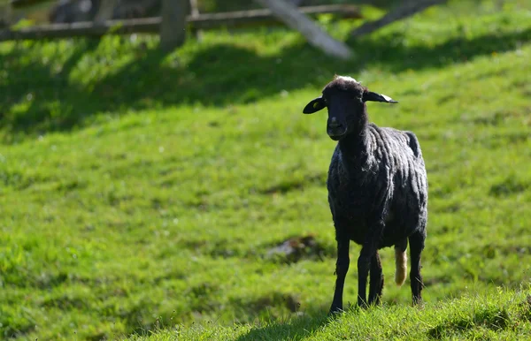 Moutons noirs sur herbe verte — Photo