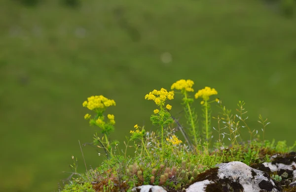 Kleine gelbe und orangefarbene Blüten auf grünem Hintergrund — Stockfoto