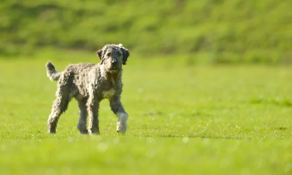 Cane pastore sul prato — Foto Stock