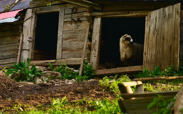 Sheep in the door of an old stable — Stock Photo, Image