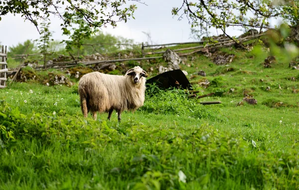 在绿色的田野上山放羊的视图 — 图库照片