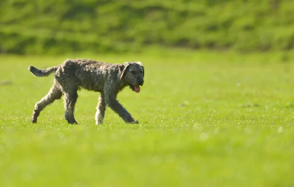 Anjing gembala di padang rumput — Stok Foto