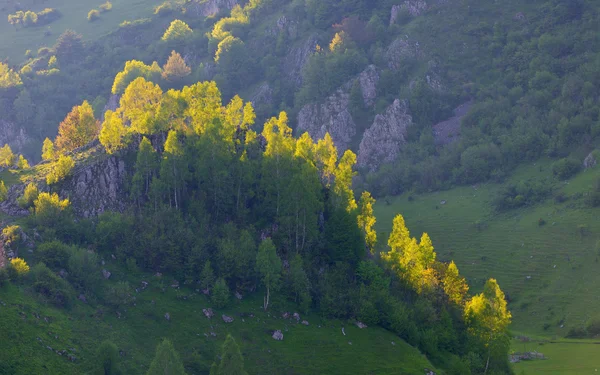 Горный пейзаж летом утром - Fundatura Ponorului, Румыния — стоковое фото