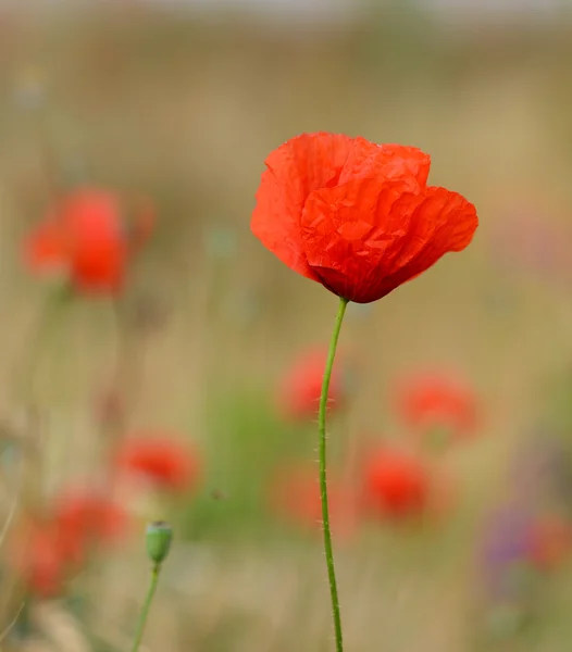 Flor de amapola roja —  Fotos de Stock