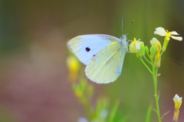 Genel olarak lahana beyaz denilen küçük beyaz kelebek (Pieris Rapae),