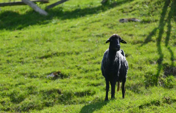 緑の芝生の上の黒い羊 — ストック写真