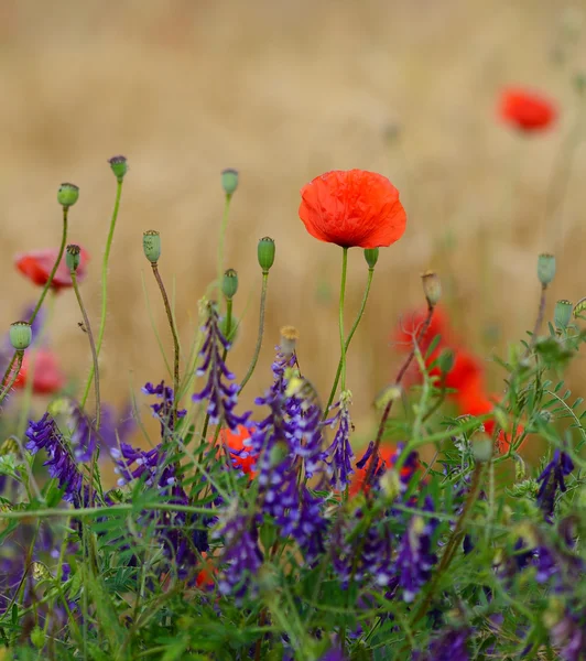 Wild bloementuin met papavers met ochtendzon — Stockfoto