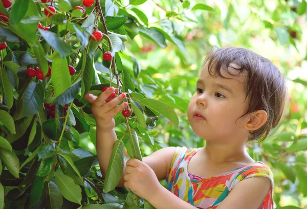 Ritratto estivo di una bambina carina pizzica ciliegie in giardino — Foto Stock