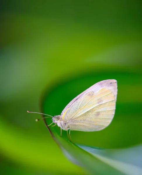 Pequeña mariposa blanca (Pieris Rapae), comúnmente llamada el blanco de la col — Foto de Stock