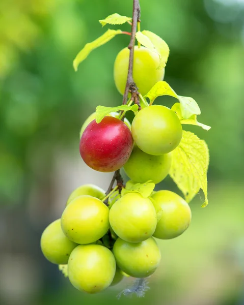 Ripe plums on a tree branch in the orchard — Stock Photo, Image
