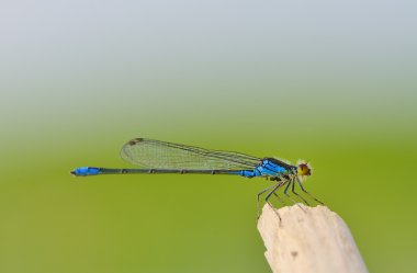 Yusufçuk, Coenagrionidae tip