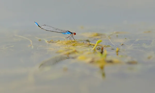 Blue red-eyed dragonfly (Erythromma najas) sitting on a green leaf spatterdock, close-up — Stock Photo, Image