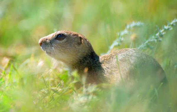 Prairie dog on field in summer — Stock Photo, Image