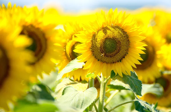 Tournesols fleurs fond vert nature jaune été papier peint — Photo