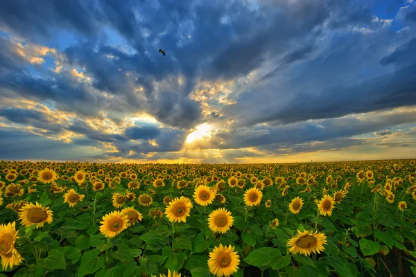 Paisaje de verano: puesta de sol de belleza sobre el campo de girasoles — Foto de Stock