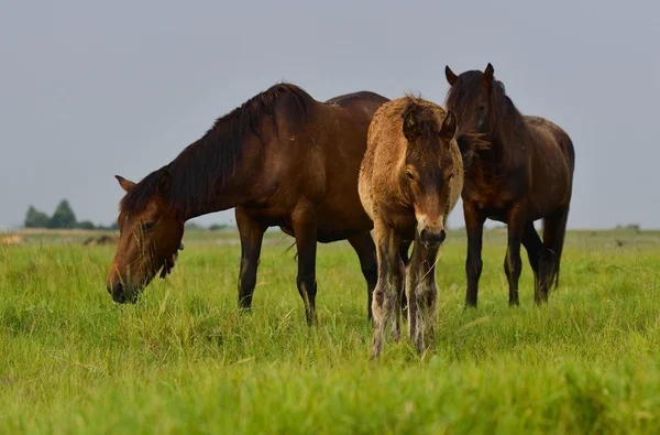 Mother horse and her baby colt — Stock Photo, Image