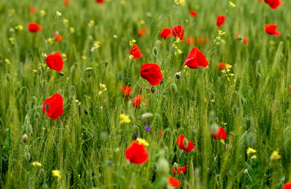 Jardín de flores silvestres con amapolas con luz del sol de la mañana — Foto de Stock