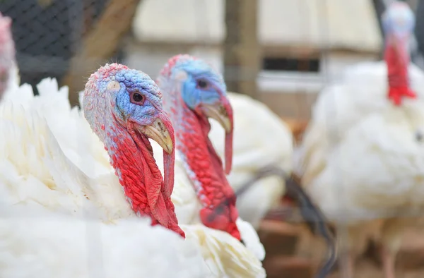 Primer plano de un pavo colorido —  Fotos de Stock