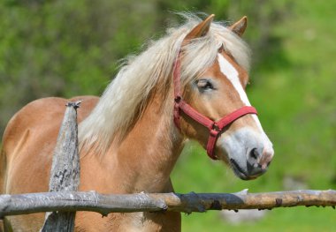 Harika bir yakın çekim fotoğraf at