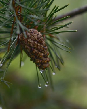 Çam dalları ve koniler yağmur damlaları içinde.