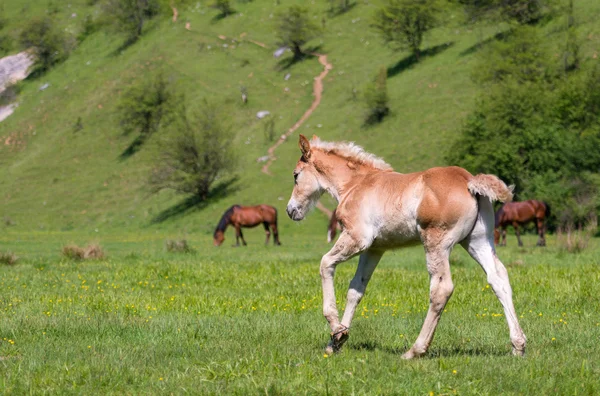 Little foal on a green grass field — Stock Photo, Image