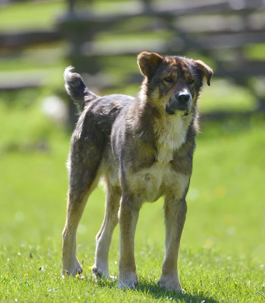 Zwerfhond op groene veld — Stockfoto