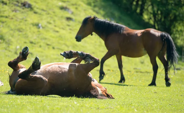 Horse stallon laying on his back in a paddock — Stock Photo, Image