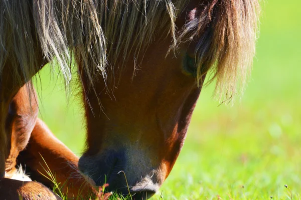 Primer plano de un caballo pastando en el interior — Foto de Stock