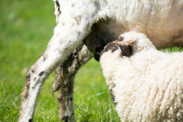 Kleines Lamm bekommt etwas Milch — Stockfoto