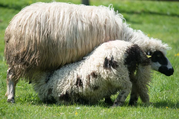 Mała owieczka coraz trochę mleka — Zdjęcie stockowe