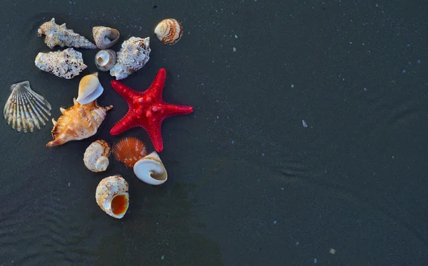 海贝壳和星鱼在海卵石 — 图库照片