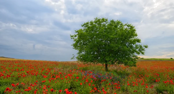 Campo di papavero con cespuglio e cielo nuvoloso — Foto Stock