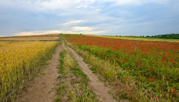 Poppy field with bush and cloudy sky — Stock Photo, Image