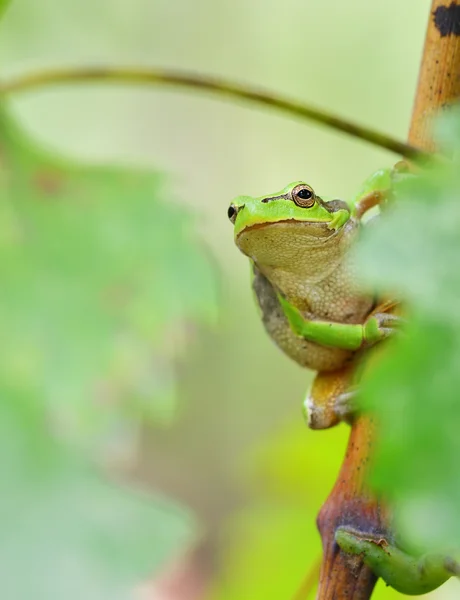 Australian Green Tree Frog sentado em uma videira com fundo de folha verde — Fotografia de Stock