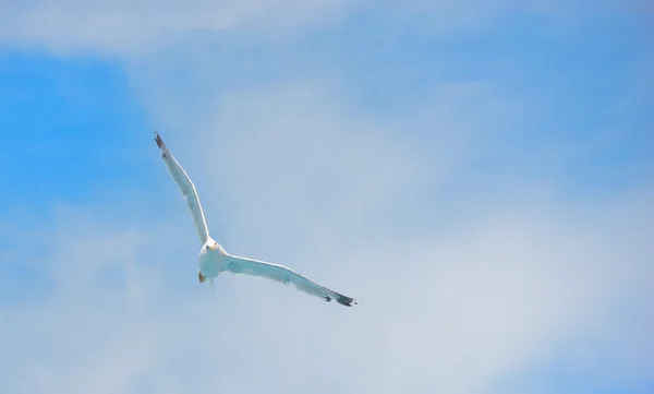 Scheue Albatrosse fliegen mit blauem Himmel. — Stockfoto