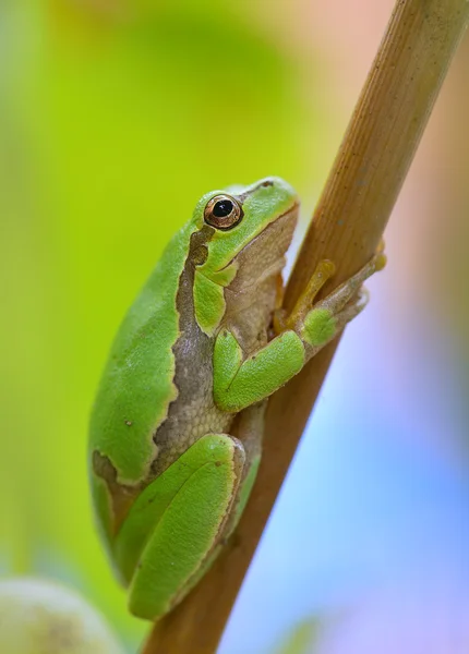 Australian Green Tree Frog sentado em uma videira com fundo de folha verde — Fotografia de Stock