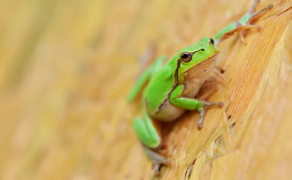 配向性ストランド ボードに小さな緑のアマガエルを保持します。 — ストック写真