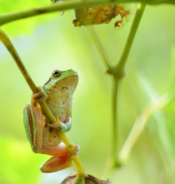 Australian Green Tree Frog sentado em uma videira com fundo de folha verde — Fotografia de Stock