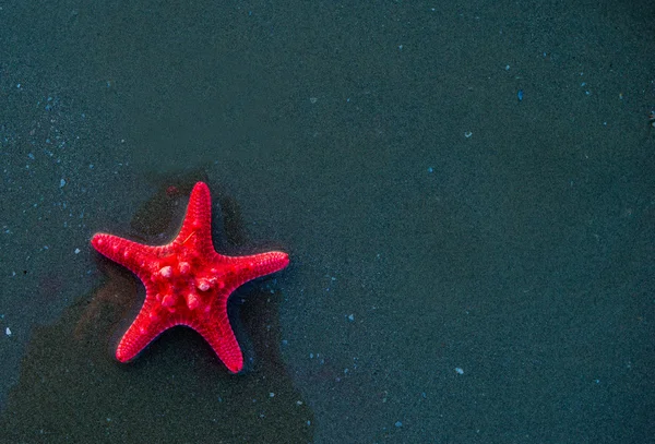 Červené hvězdice na pláži — Stock fotografie