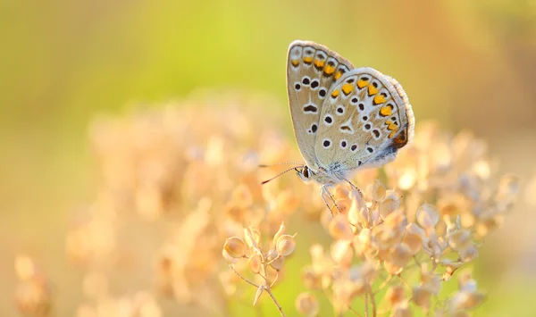 Butterfly outdoor (polyommatus icarus) — Stock Photo, Image